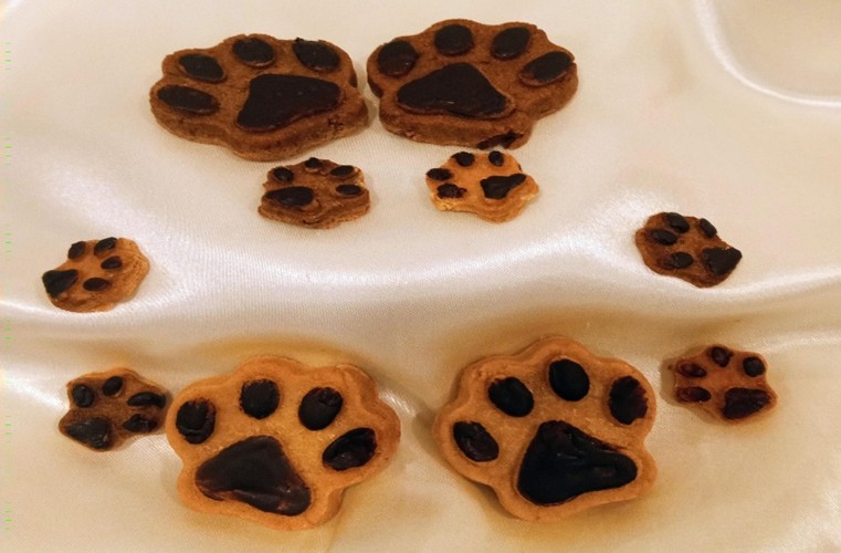 Paw prints in the sand